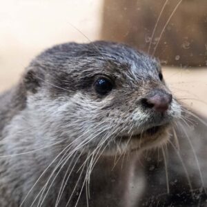 Entrada al acuario Emaar